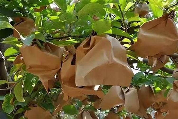 苹果套袋前打什么农药配方