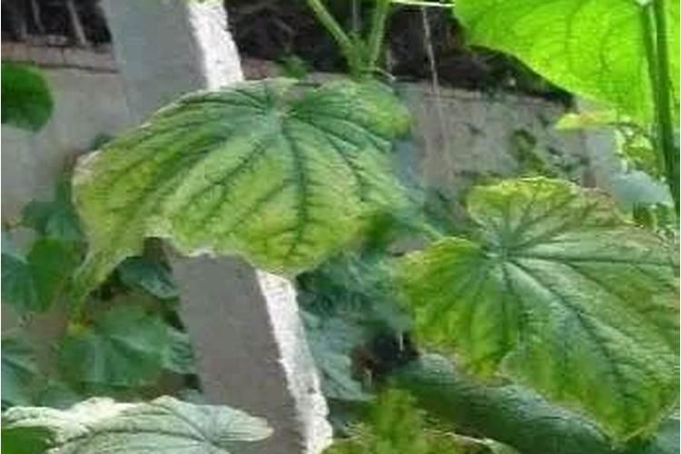 1斤能顶40斤尿素,3天叶片就变绿,这样的叶面肥自己就能配