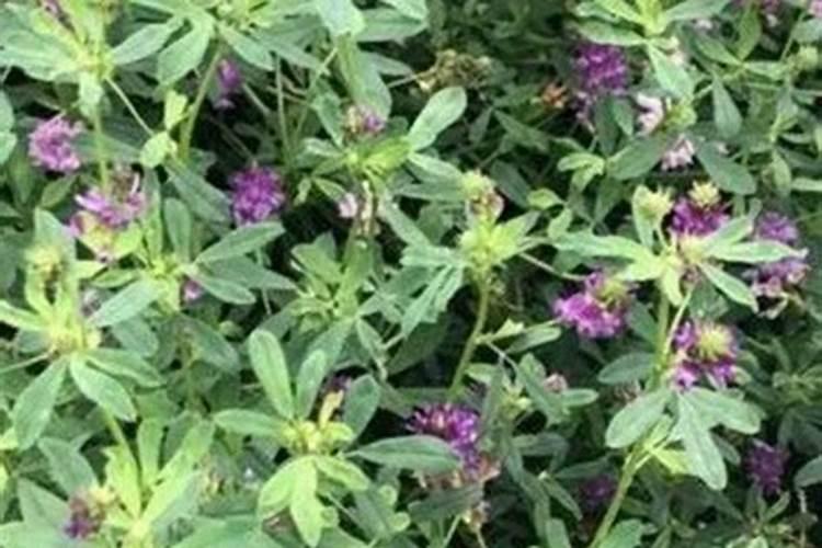 紫花苜蓿施什么肥长得快花卉百科