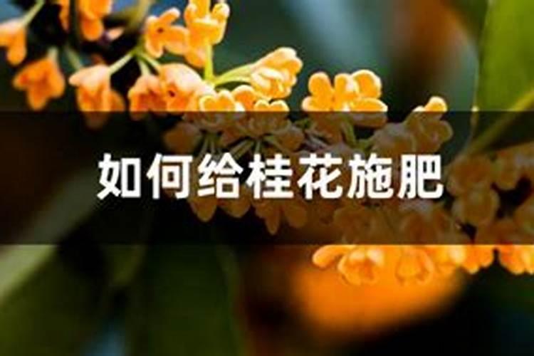 桂花开花前的用肥方法
