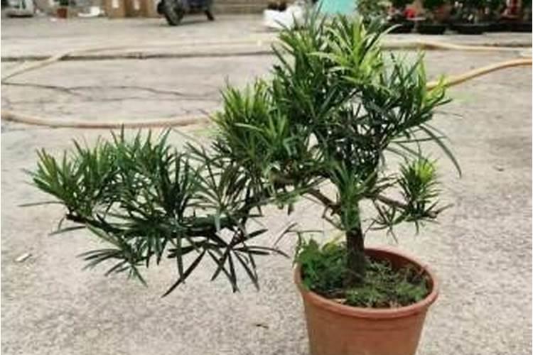 鱼肚做肥料需要多少时间