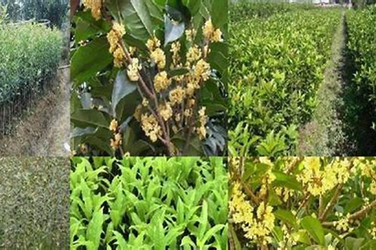 桂花树什么时候开花,桂花树的养殖方法和注意事项