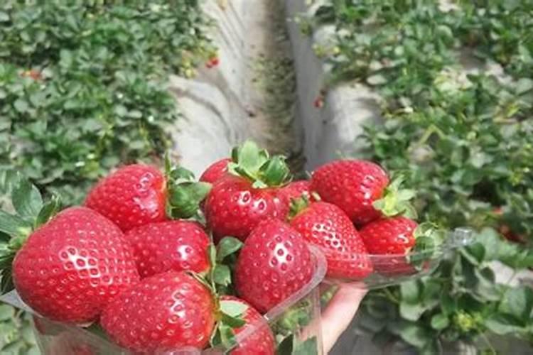 种植氮肥怎么转化