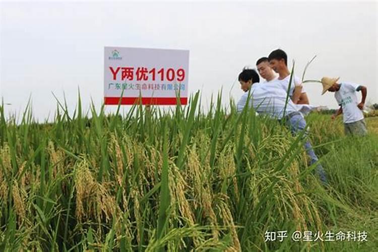 水稻后期水分管理方法,水稻生长分为几个时期