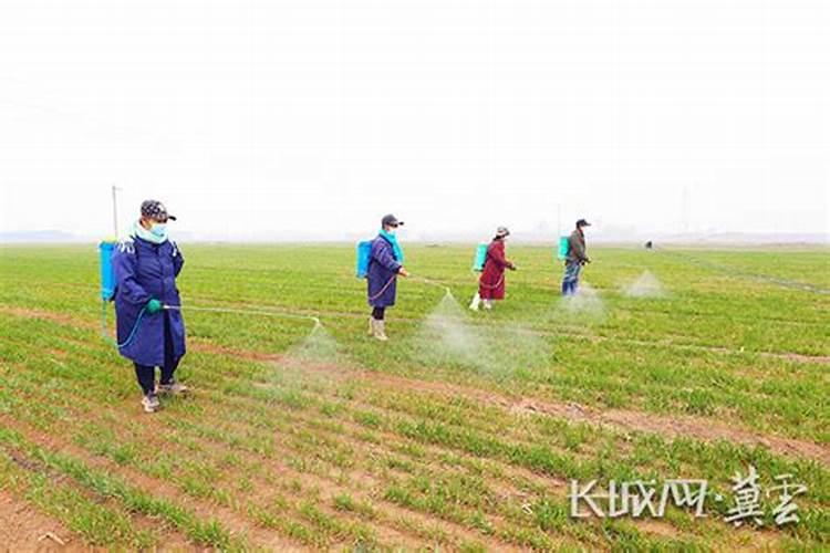 姑娘菜用什么叶面肥好,能起到什么作用