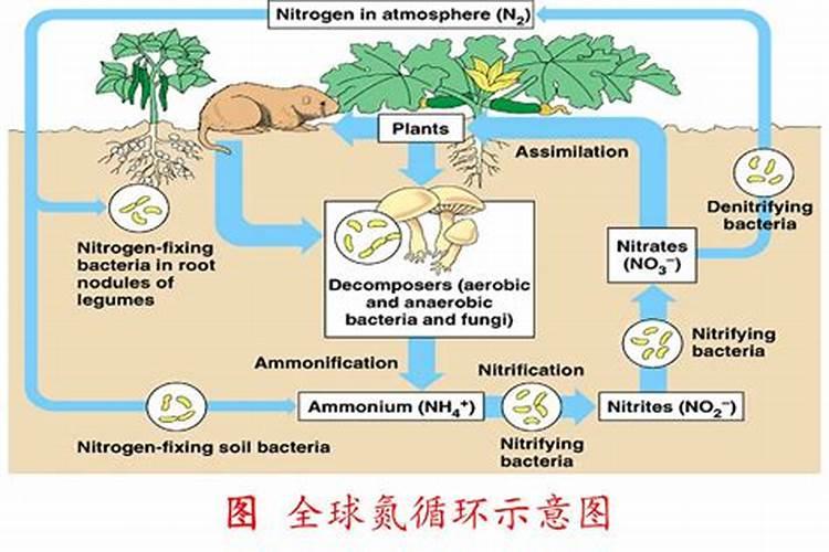 如何合理施肥降低蔬菜中硝酸盐含量