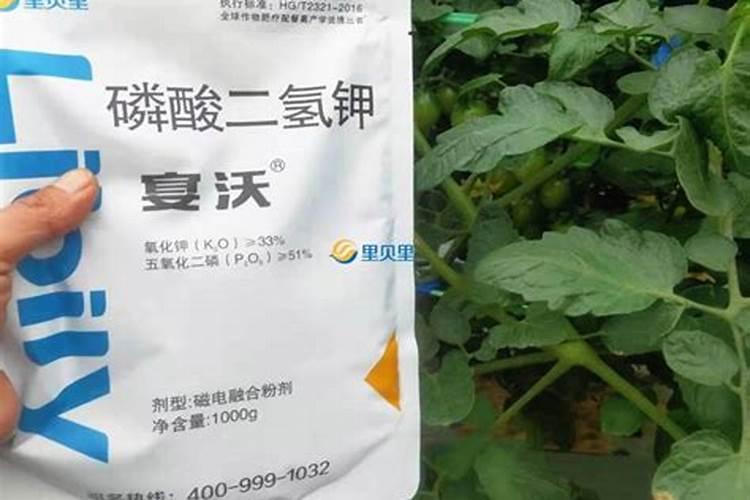 老师们西红柿底肥怎样配比较好呢!