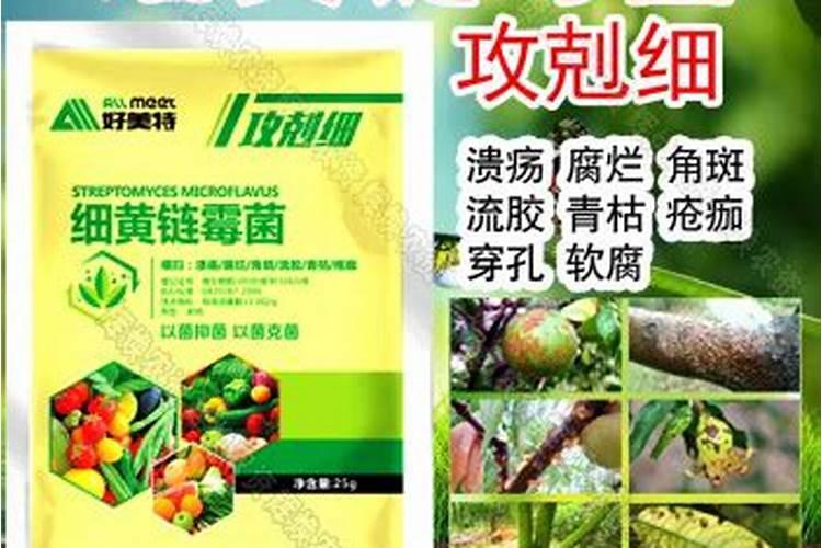 大黄沙饵料好点还是小黄面好点