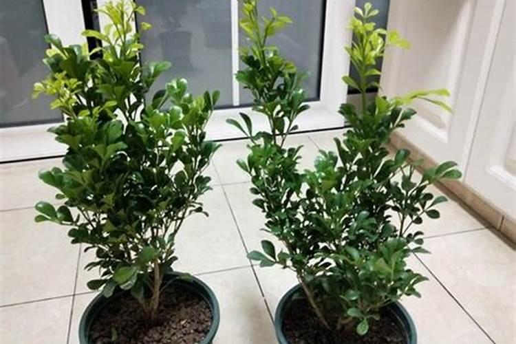 米兰茉莉···加点料,开花200朵,香气满天飞!