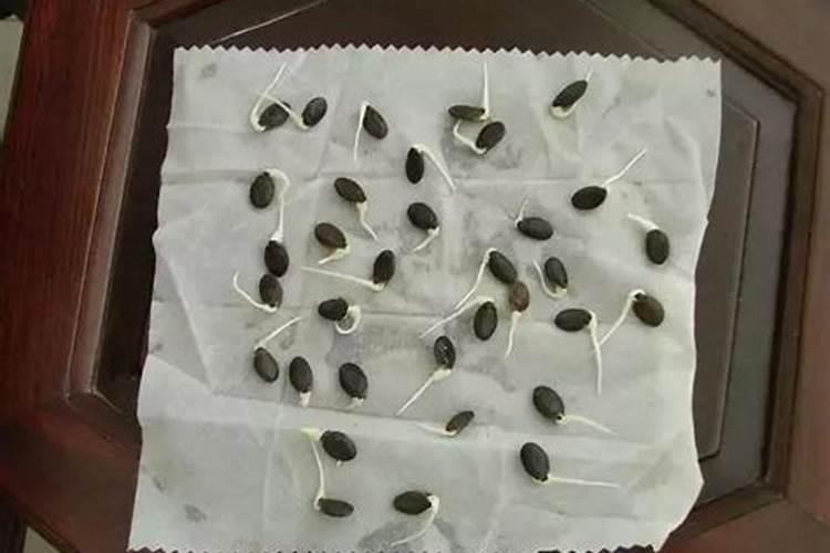 月季最佳催芽方法是什么