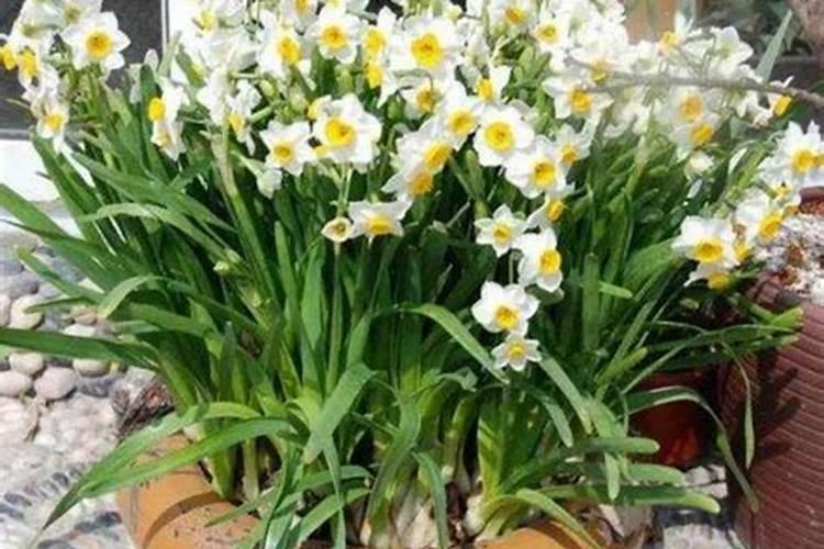 水仙开花前怎么养护
