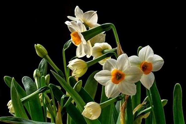水仙花如何施肥
