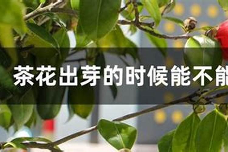 茶花施什么肥,什么时候施好