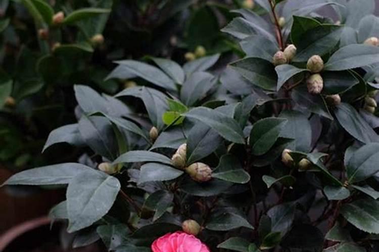 茶花一年四季施肥技巧
