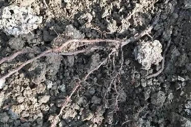 夏黑葡萄转色期肥水管理!怎样促早熟果实膨大