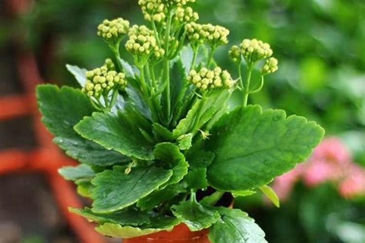 茶叶叶面肥催芽肥的正确使用