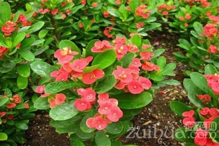 虎刺梅黄叶不开花什么原因