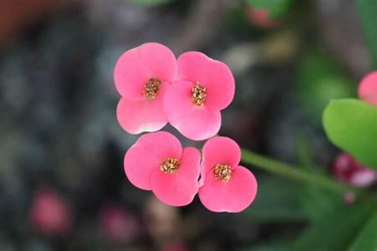虎刺梅叶子发黄掉光(虎刺梅叶子发黄掉光的原因及解决办法)