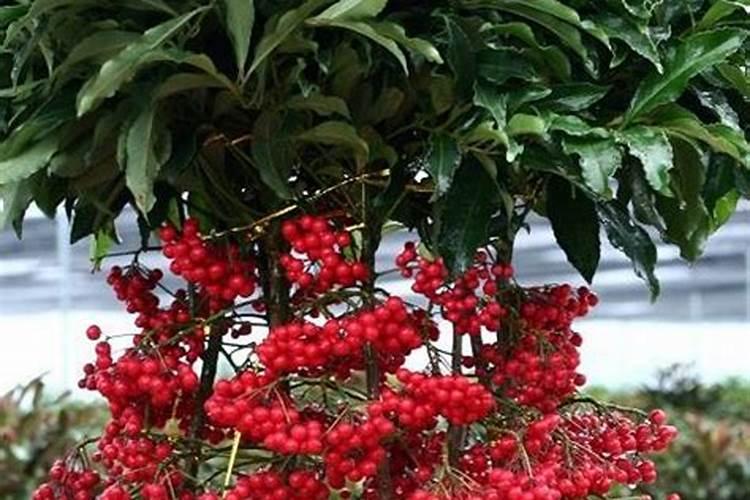 芋艿叶子出现碳疽病,用多菌灵灵喷雾还是直接用药水浇根部？