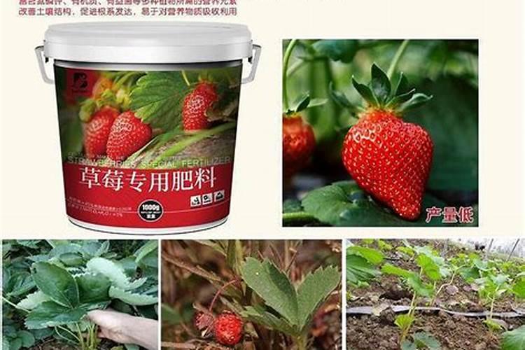 阳台草莓用什么肥料最好