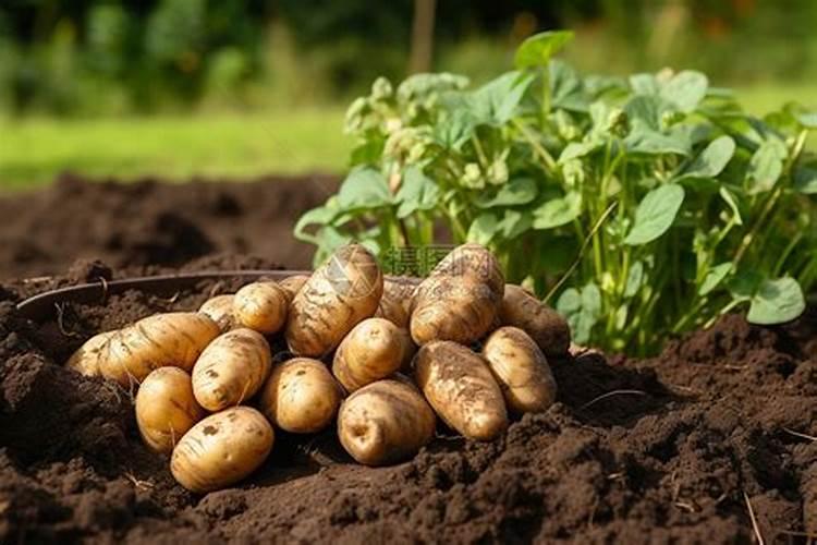 马铃薯种植技术