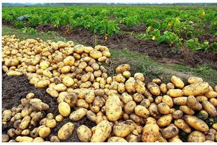 种土豆什么时候施肥 种土豆施肥什么时候合适