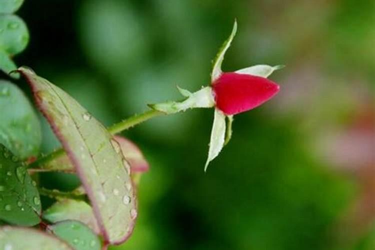 月季花用什么肥料最佳？