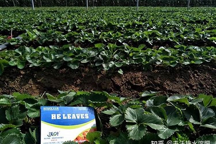 怎样利用生长剂提高甘蔗、甜菜的含糖量？