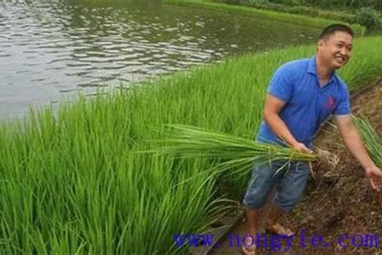 水稻苗不生新根怎么办