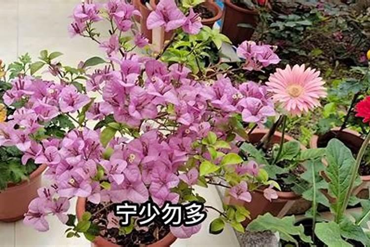 安徽鲜切花种植技术