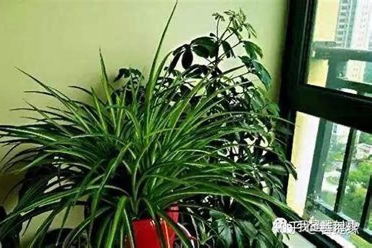 吊兰喷洒什么水叶片又肥又大