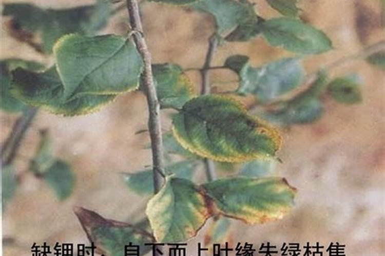 缺少钾肥会影响坐果率吗？请说说缺少钾肥果树结果期会出现什么症状？