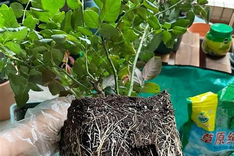 小树苗用什么肥料长得快