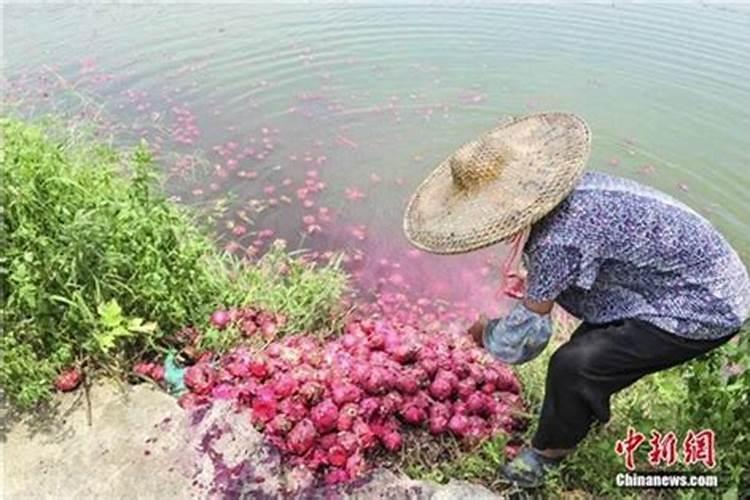火龙果开花结果时如何施肥会更甜