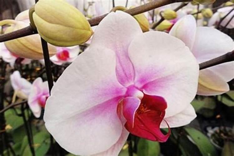 无根蝴蝶兰催根办法