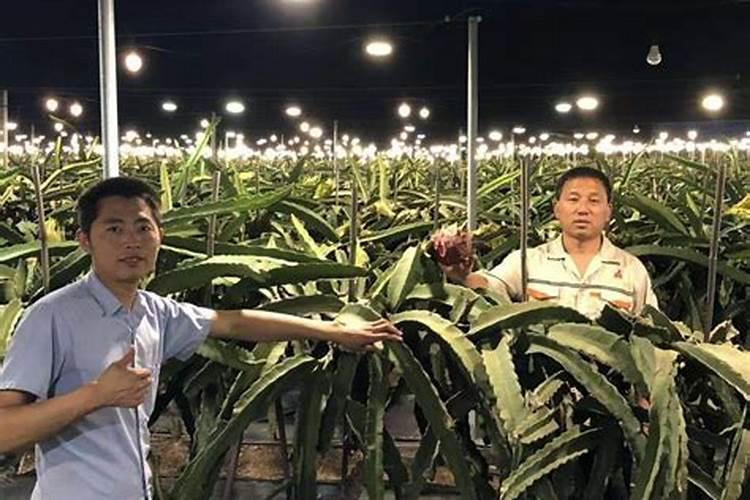 玛卡怎么吃效果最好 详解吃玛卡注意事项