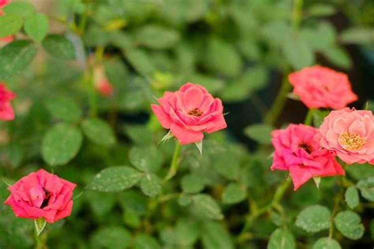 仙客来开花时如何施肥,开花后的处理