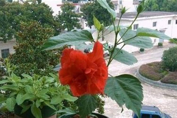 扶桑的四季养护方法 – 花百科