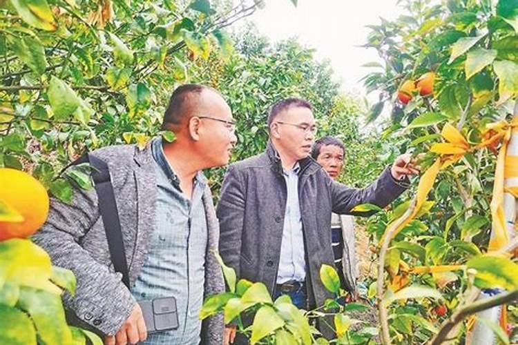 观音竹发黄怎么补救 3种原因及解决方法