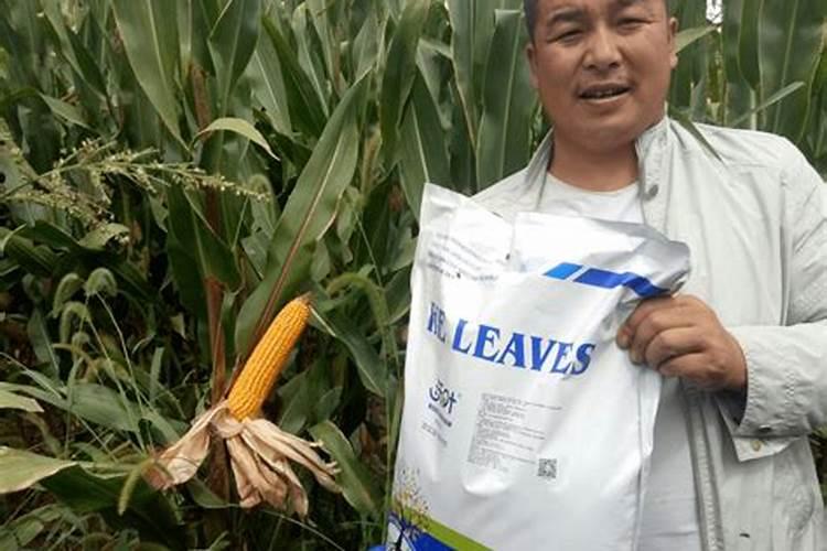 白菜的病毒病用什么药
