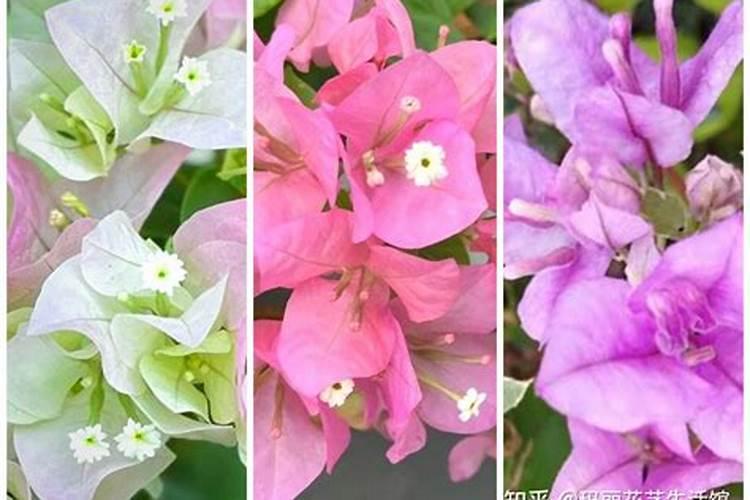 三角梅在最初开花时,上什么肥好