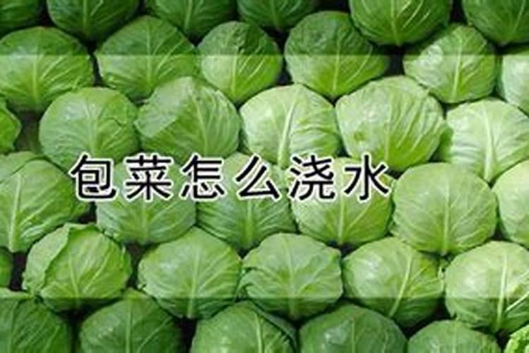 种蔬菜用什么肥料好