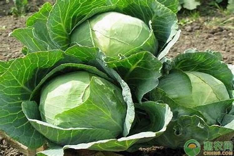 包菜怎么施肥 包菜的施肥时间及注意事项