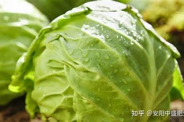 包心菜施什么肥最好