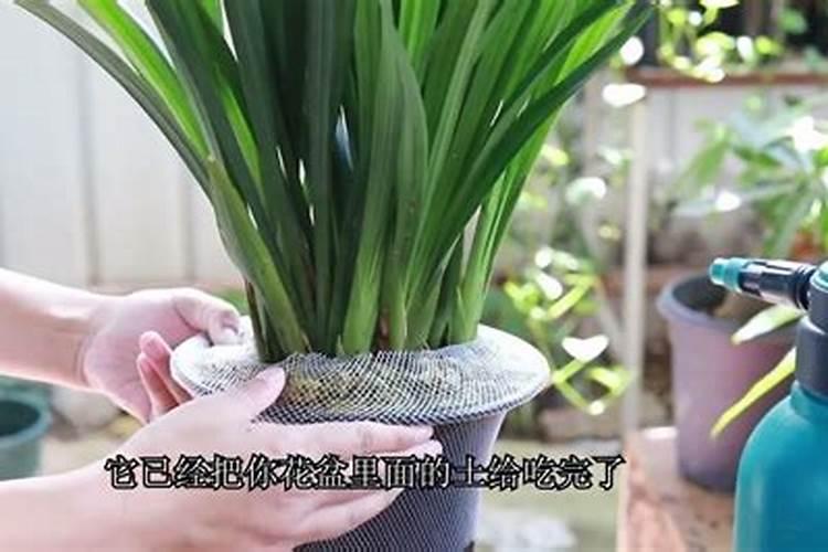 兰花换盆后多久可以施肥