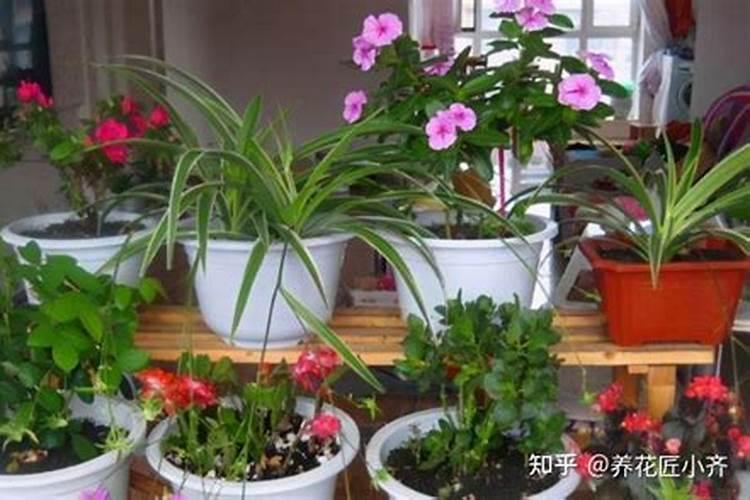 竹芋为什么不好养