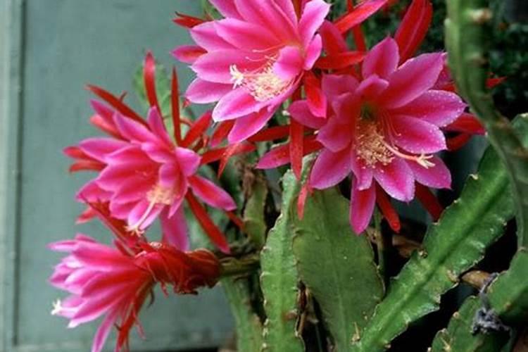 花卉施什么肥好