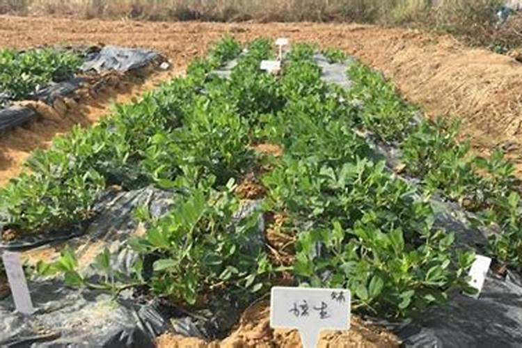 怎么施肥 种花生用什么肥料最好