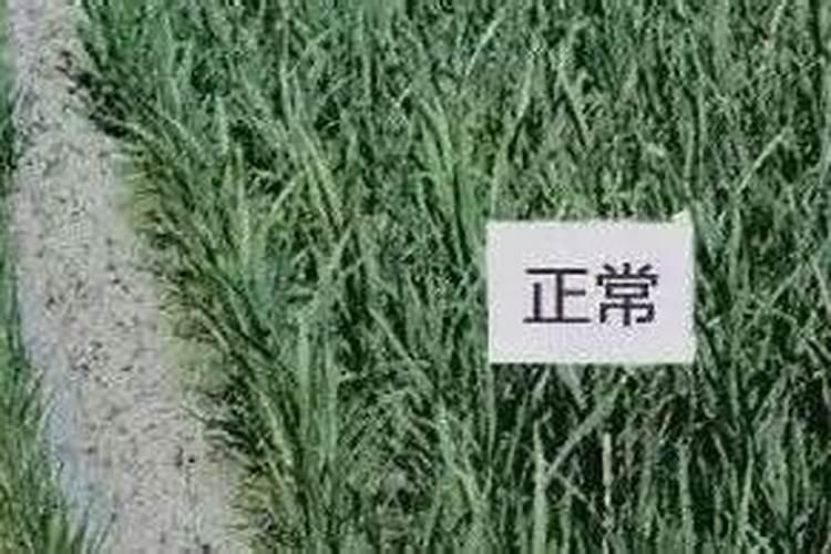 水稻苗期叶尖枯黄怎么回事？水稻秧苗发黄怎么回事,怎样救治