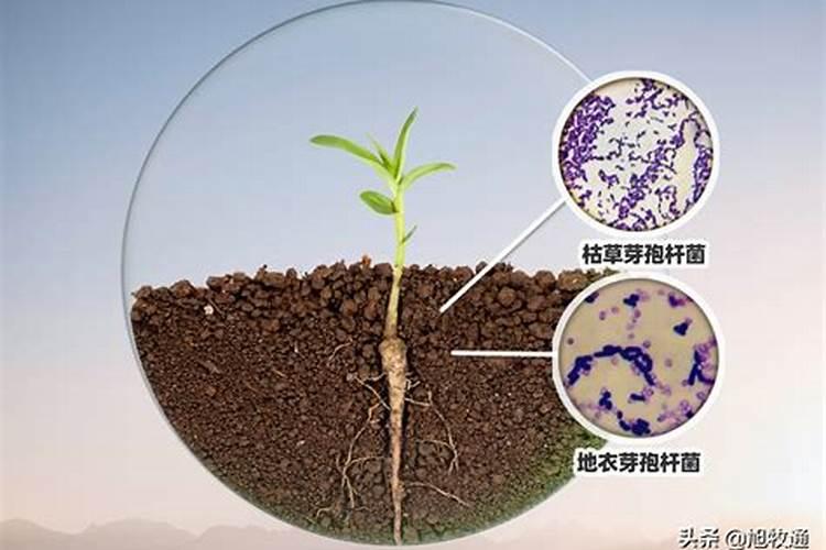 微量元素肥料有哪些 微量元素肥料有什么作用